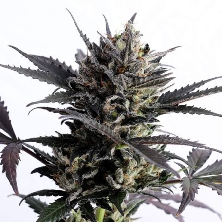 (Bild für) Lemon Haze Auto Feminised Seeds