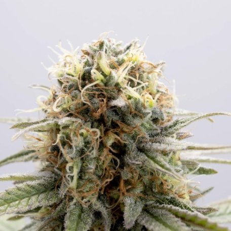 (Bild für) GSC Feminised Seeds