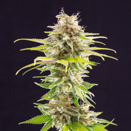 (Bild für) Super OG Kush Feminised Seeds