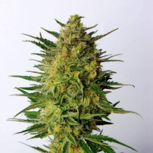 (Bild für) Super AK Feminised Seeds