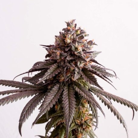 (Bild für) Gelato-K Feminised Seeds