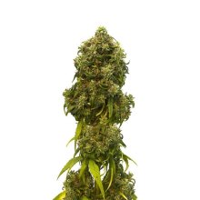 (Bild für) Swiss Dream CBD Auto Feminised Seeds