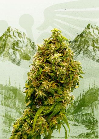 (Bild für) Swiss Dream CBD Feminised Seeds