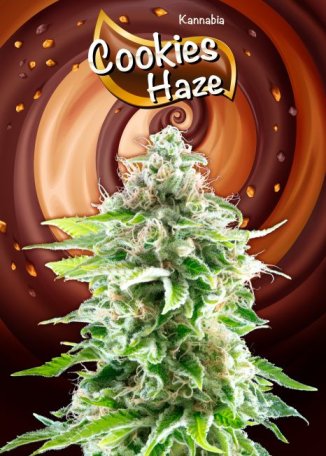 (Bild für) Cookies Haze Feminised Seeds