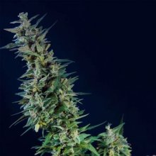 (Bild für) Kama Kush CBD Feminised Seeds