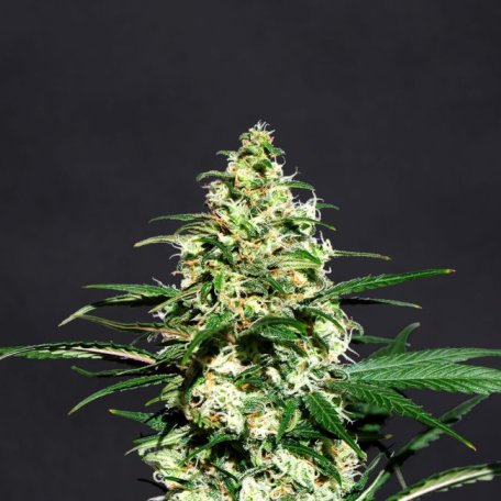 (Bild für) Amnesi - K Lemon Feminised Seeds