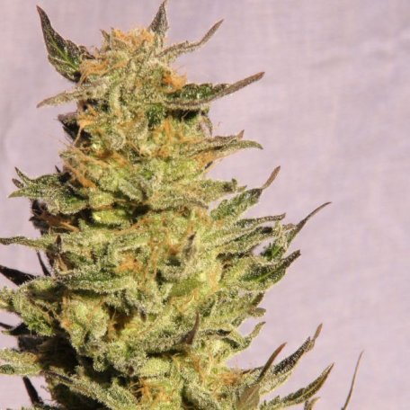 (Bild für) Indica Cream (Kreamy Karamel) Feminised Seeds