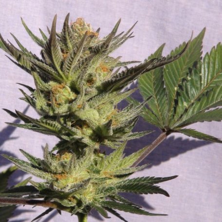 (Bild für) Gypsy Kush (Faraona) Feminised Seeds