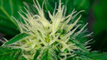 (Bild für) Ginger Punch (Hobbit) Auto Feminised Seeds