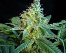 (Bild für) Mataro Blue Feminised Seeds