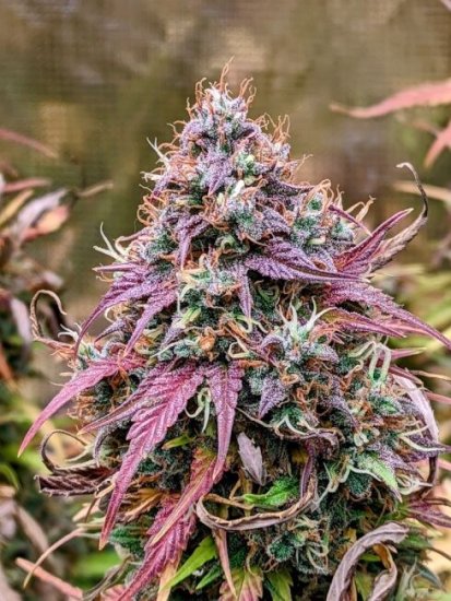 (Bild für) Grizzly Crinkle Auto Feminised Seeds