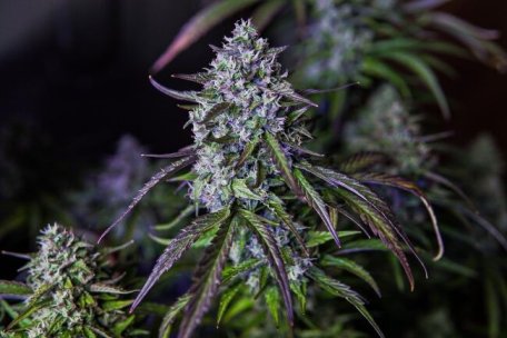 (Bild für) 3Wok OG Auto Feminised Seeds