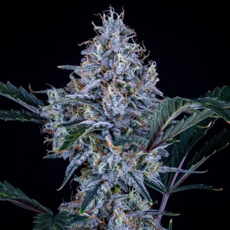 (Bild für) Sundae Thumper Auto Feminised Seeds