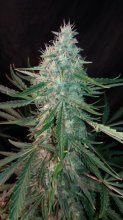 (Bild für) ManBearAlienPig Auto Feminised Seeds