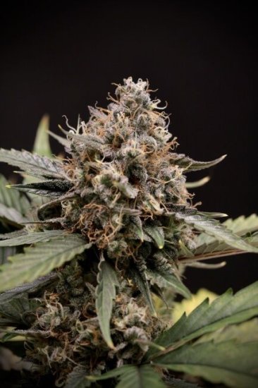 (Bild für) Sweet 'n' Sour Auto Feminised Seeds