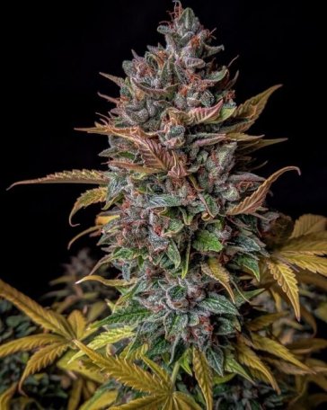 (Bild für) Orange Biscuits Auto Feminised Seeds