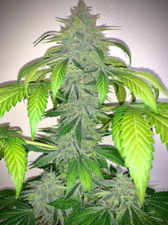 (Bild für) Deez Nuggs Auto Feminised Seeds