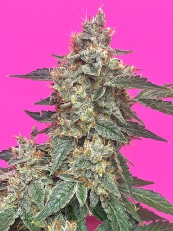 (Bild für) Aunt Ginny's Elixir CBD Auto Feminised Seeds