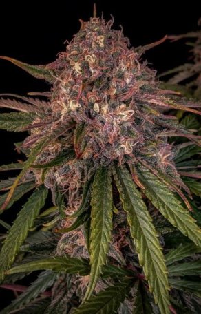 (Bild für) Sour Crinkle Auto Feminised Seeds