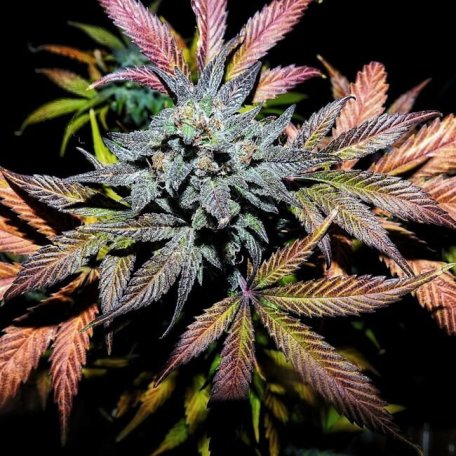 (Bild für) Pinot Noir Auto Feminised Seeds