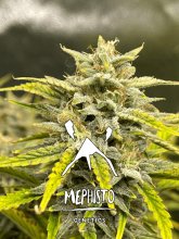 (Bild für) Skystomper 2.0 Auto Feminised Seeds