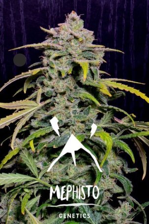 (Bild für) Hubbabubbahaze Auto Feminised Seeds