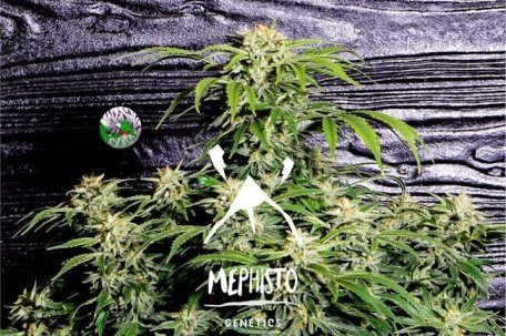 (Bild für) Super Orange Haze Auto Feminised Seeds