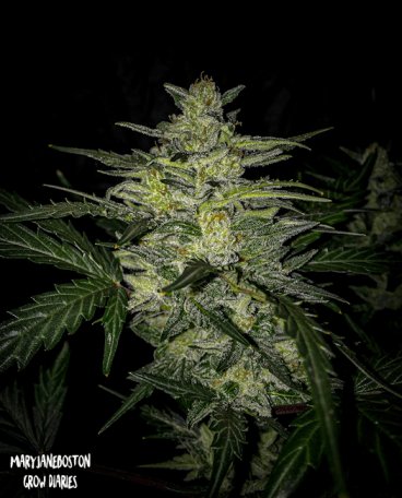 (Bild für) Skylar White Auto Feminised Seeds