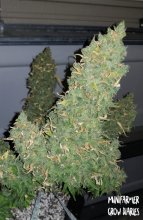 (Bild für) Heisenberg Special Auto Feminised Seeds