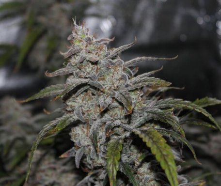 (Bild für) Grape Walker Kush Auto Feminised Seeds