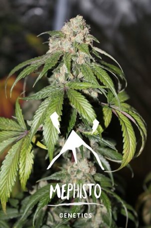 (Bild für) Samsquanch OG Auto Feminised Seeds