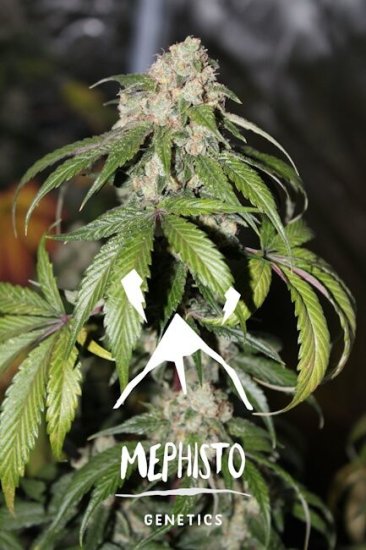 (Bild für) Samsquanch OG Auto Feminised Seeds