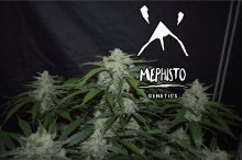 (Bild für) Fugue State Auto Feminised Seeds