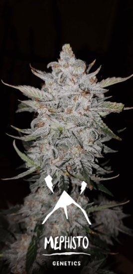 (Bild für) Forum Stomper Auto Feminised Seeds