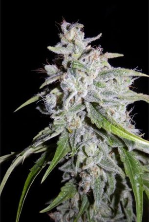 (Bild für) Walter White Auto Feminised Seeds