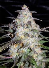 (Bild für) Toof Decay Auto Feminised Seeds