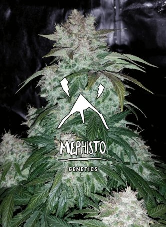 (Bild für) S.O.D.K Auto Feminised Seeds