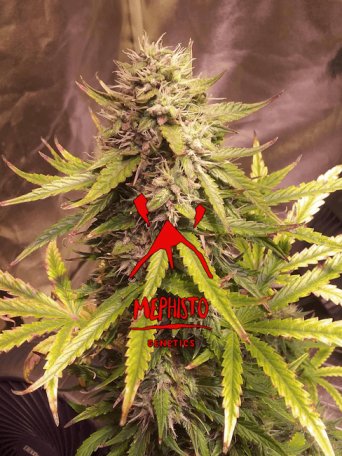 (Bild für) Sour Bubbly Auto Feminised Seeds