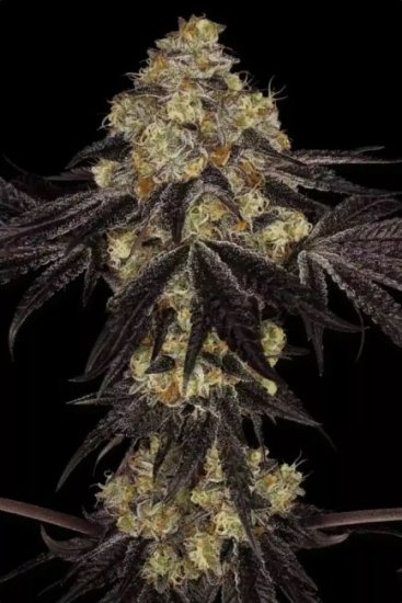 (Bild für) Sunset Paradise Feminised Seeds