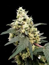 (Bild für) Lemonade Auto Feminised Seeds