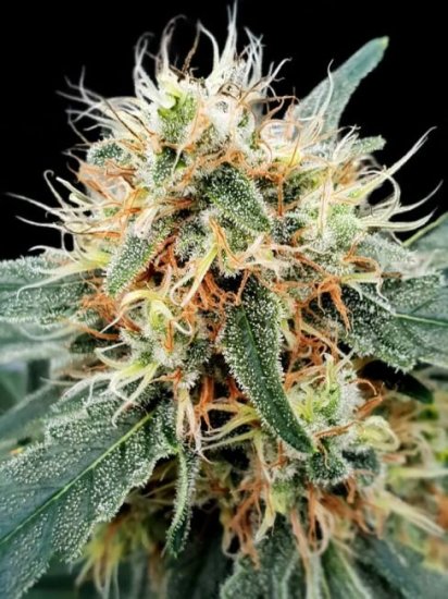 (Bild für) Stromboli Auto Feminised Seeds