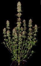 (Bild für) Apricot Candy Feminised Seeds