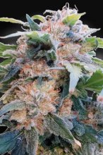 (Bild für) Dream CBD Feminised Seeds (CBDream‚Ñ¢)