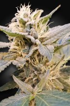 (Bild für) Delight CBD Feminised Seeds (CBDelight‚Ñ¢)