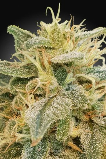 (Bild für) Relief CBD Feminised Seeds (CBDrelief‚Ñ¢)