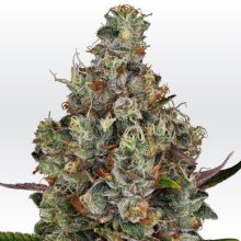 (Bild für) Rainbow Road Feminised Seeds