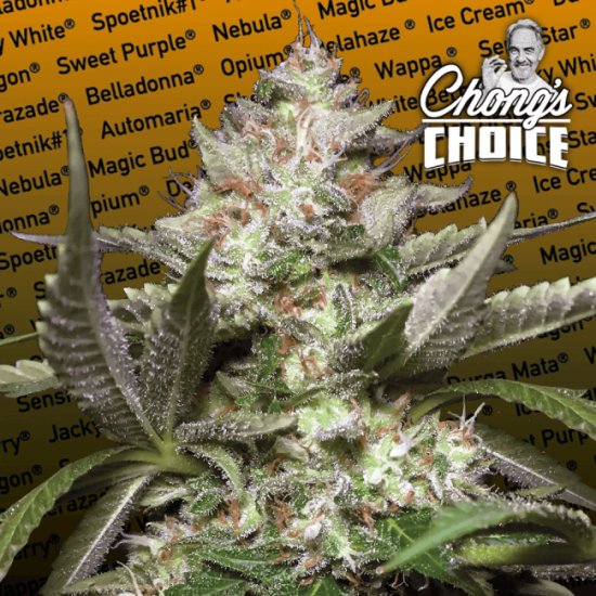 (Bild für) Kong 4 Auto Feminised Seeds