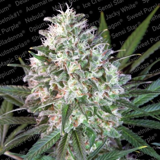 (Bild für) Space Cookies Feminised Seeds