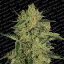 (Bild für) Nebula 1:1 CBD Feminised Seeds