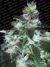 (Bild für) Original White Widow (IBL) Feminised Seeds